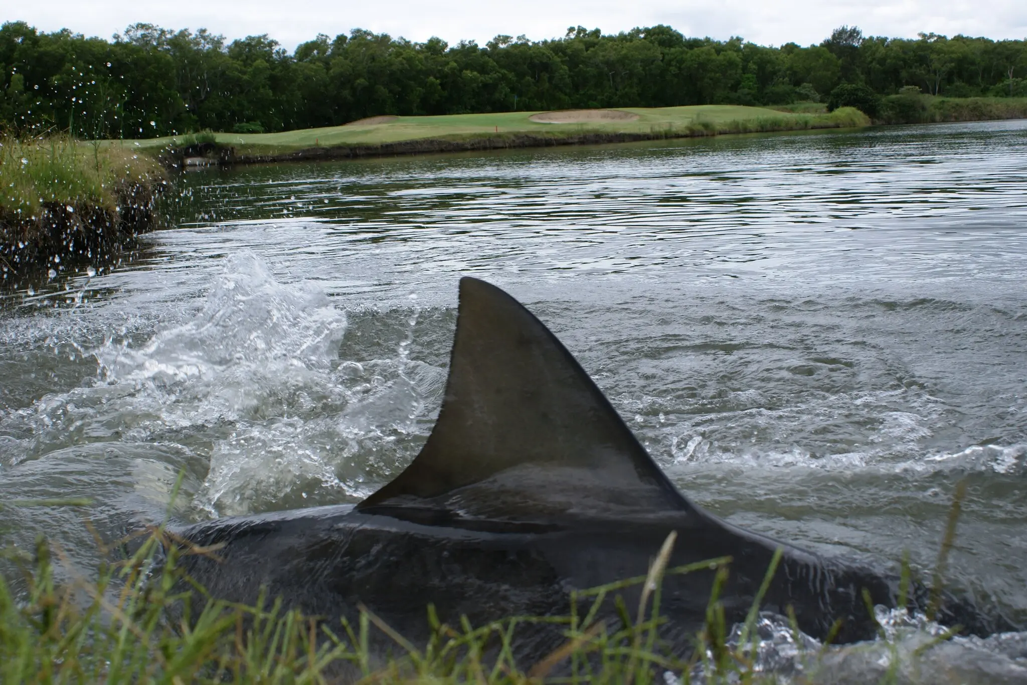 Queensland’s Shark Infested Golf Course Is The Most Australian Thing Ever Sports