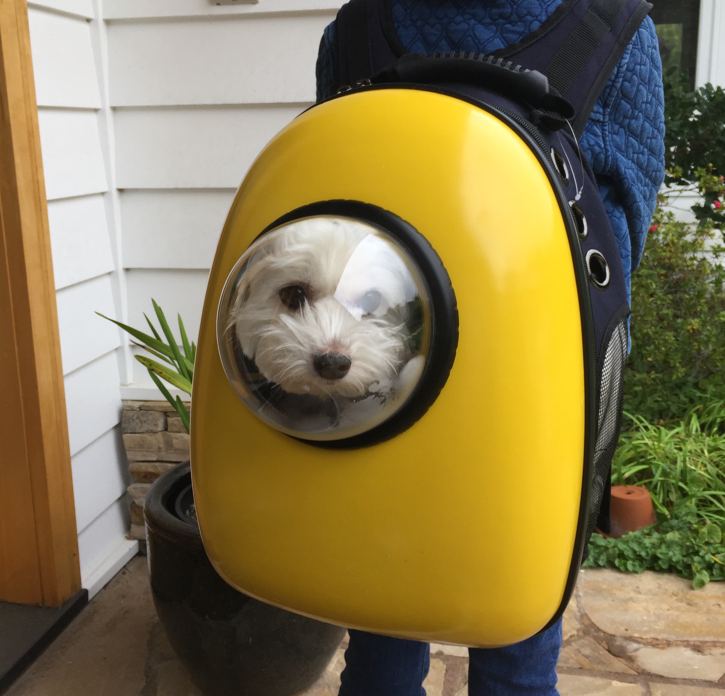 A Walk With a View: U-Pet Bubble Window Pet Backpack